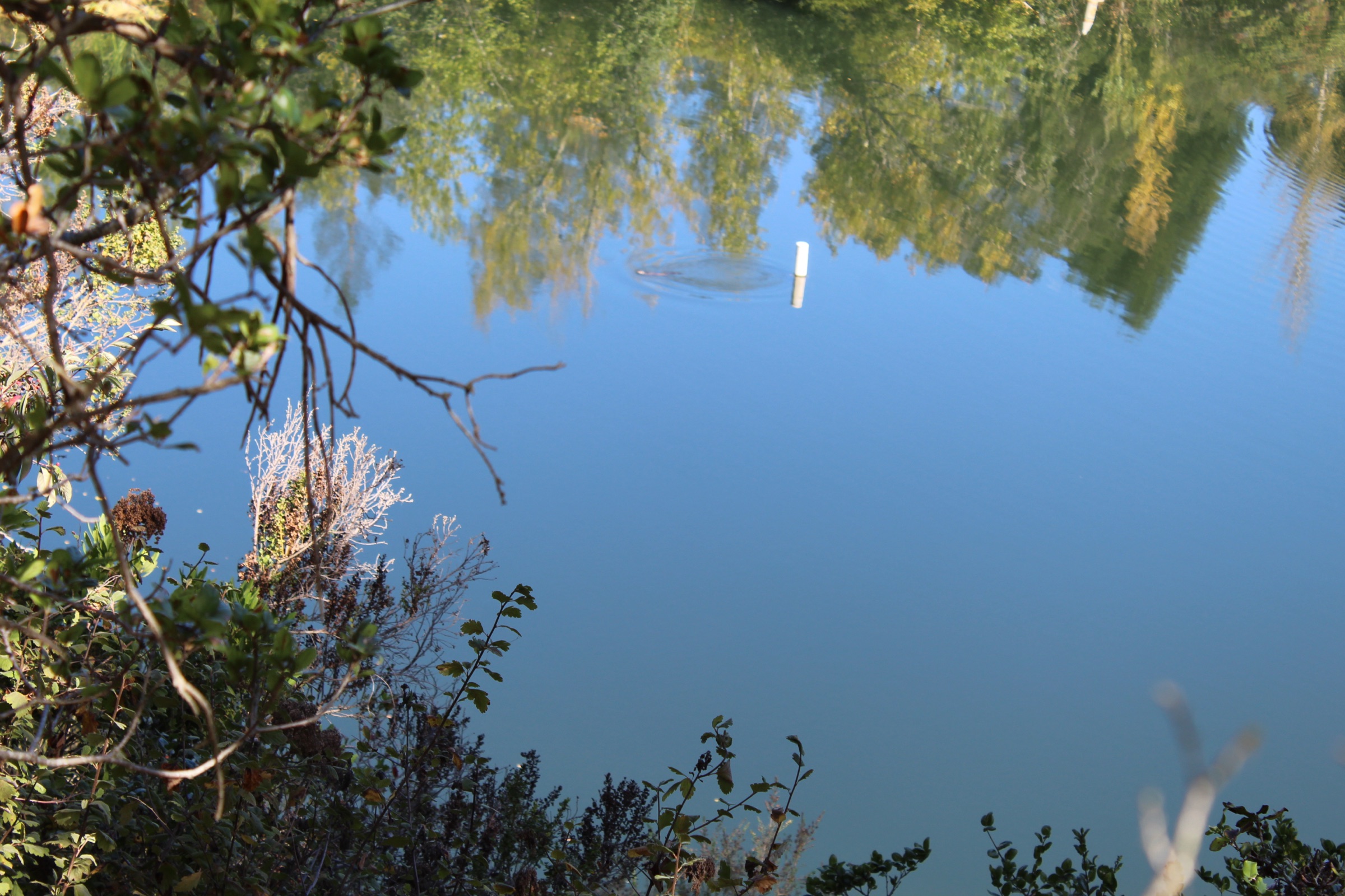 Still water reflecting green trees, viewed through leafy branches along the bank