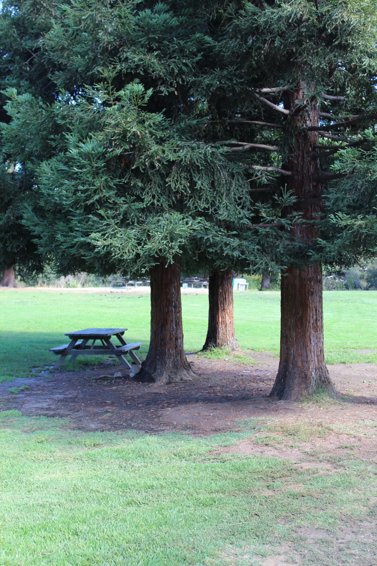 A wooden picnic table beneath a cluster of tall redwood trees