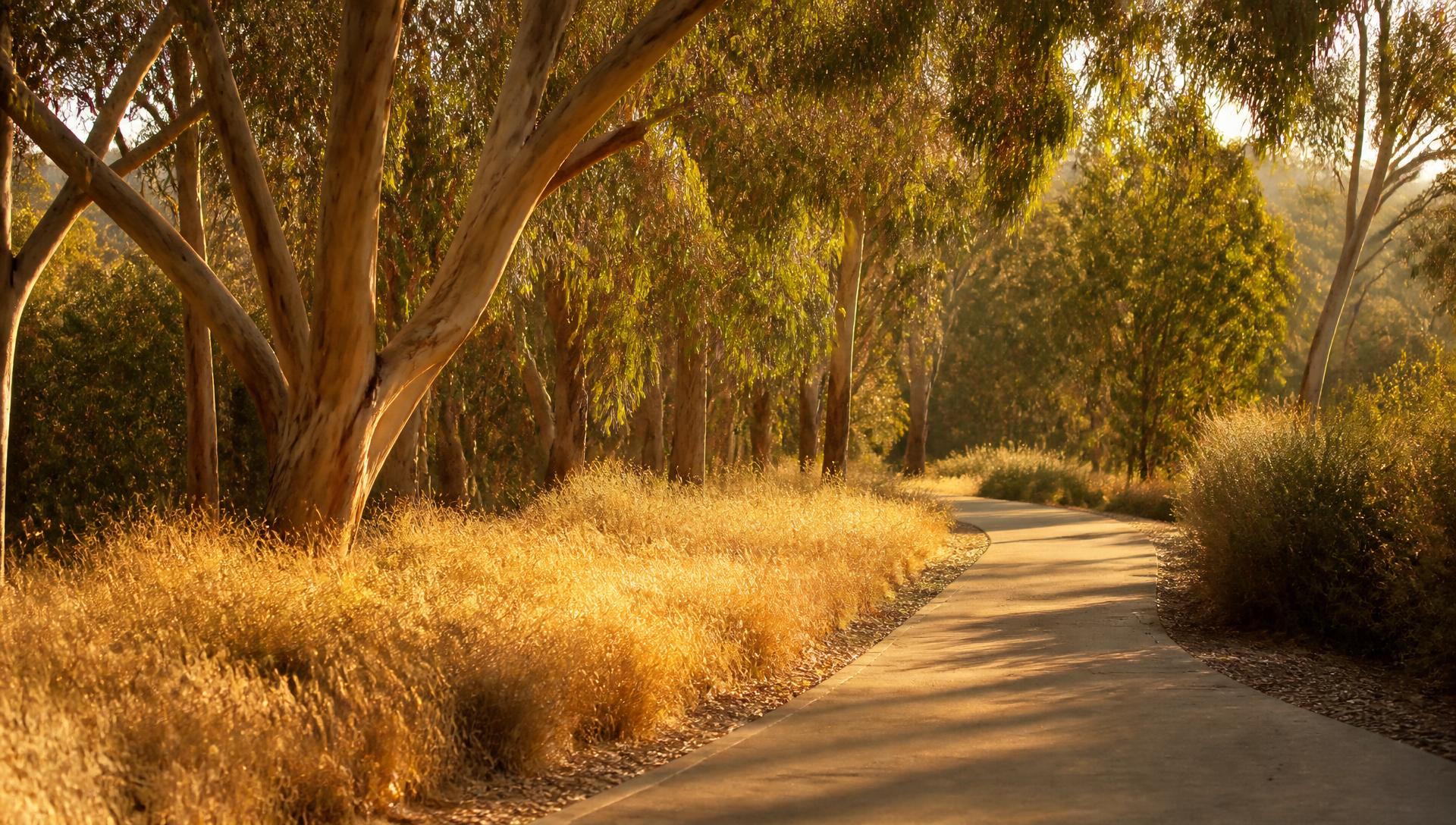 A wide shoreline path curving past dry grass under soft morning light