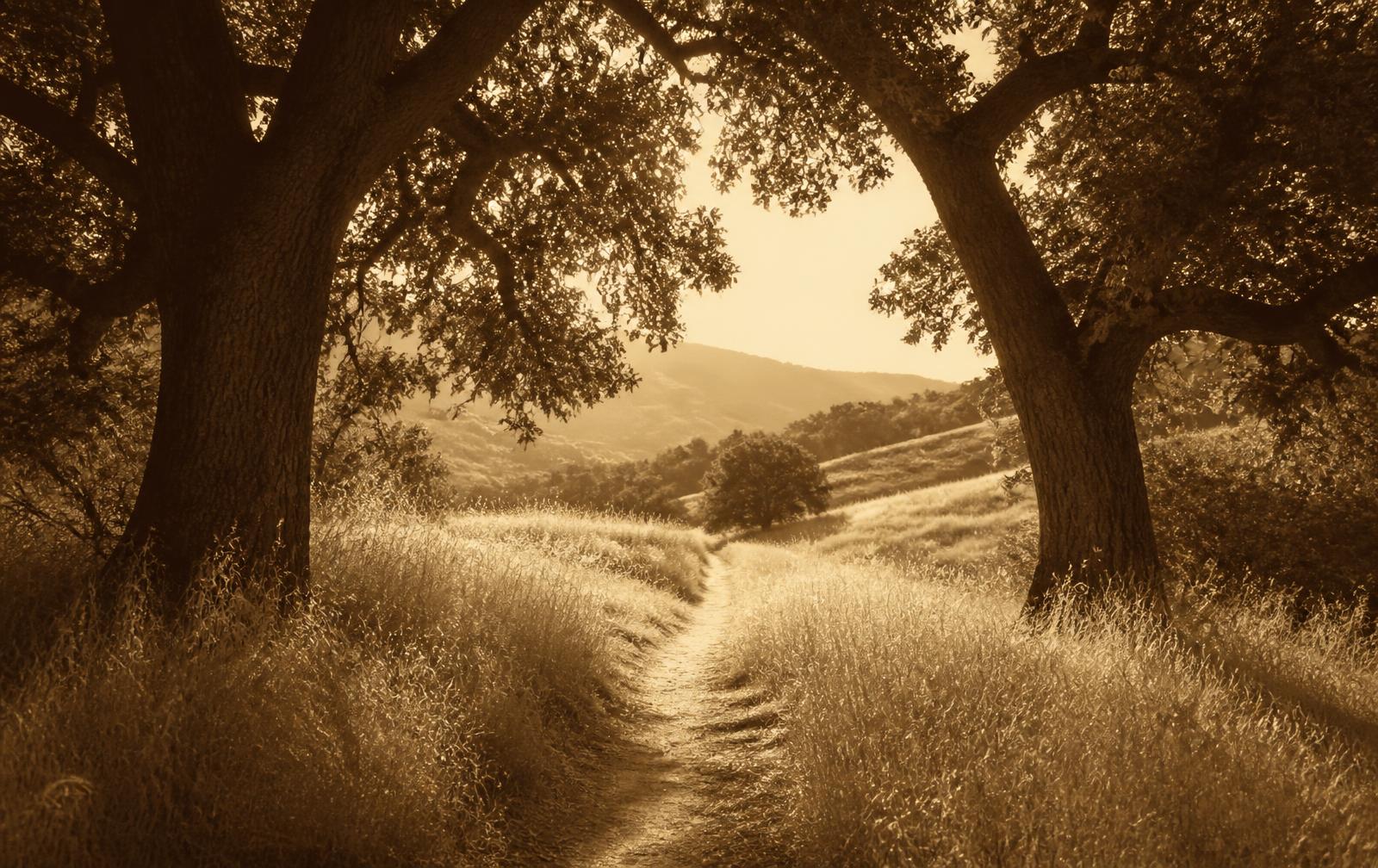 A footpath through dry grass curving between two oaks toward open hills
